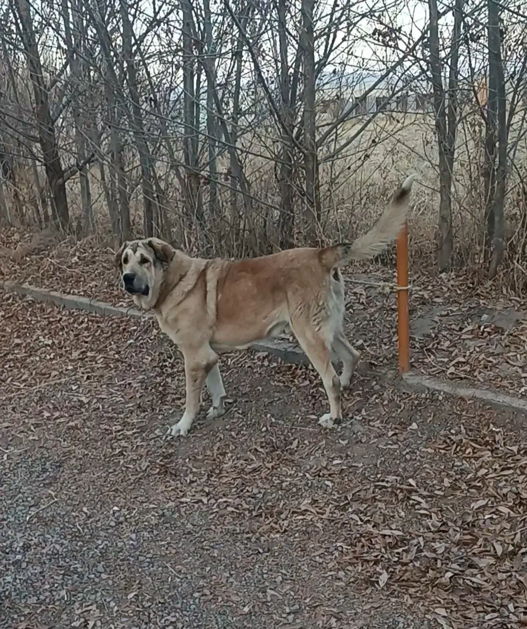 فروش سگ پژدر خالص|سگ|سراب, |دیوار