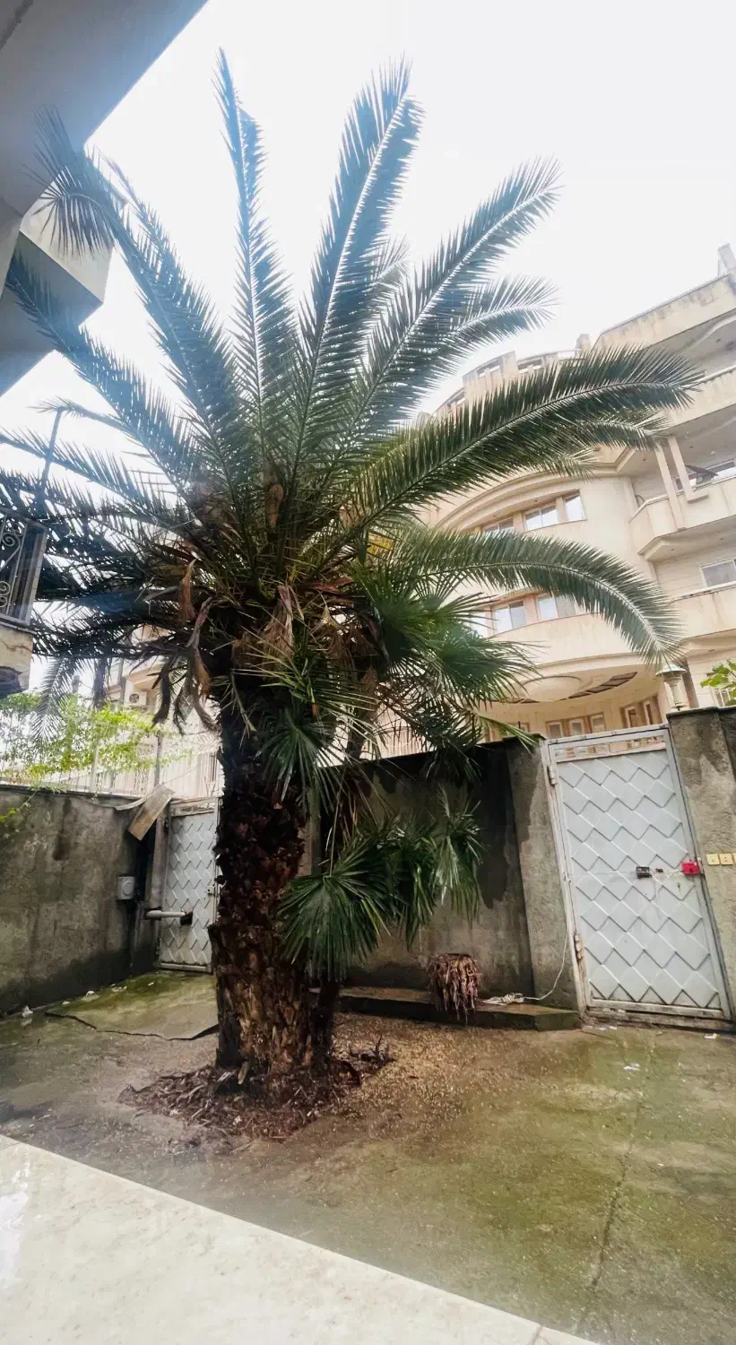 نخل فونیکس ۴۰ ساله|گل و گیاه طبیعی|ساری, |دیوار