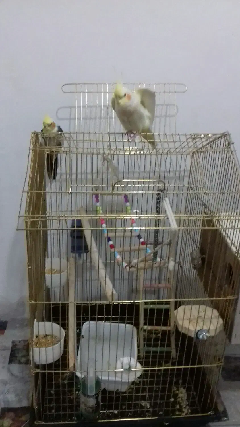 عروس هلندی مولد|پرنده|اقبالیه, |دیوار