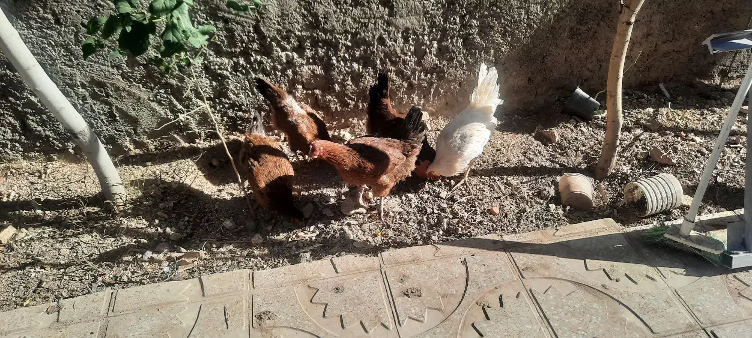 مرغ تخمی|حیوانات مزرعه|اشترینان, |دیوار