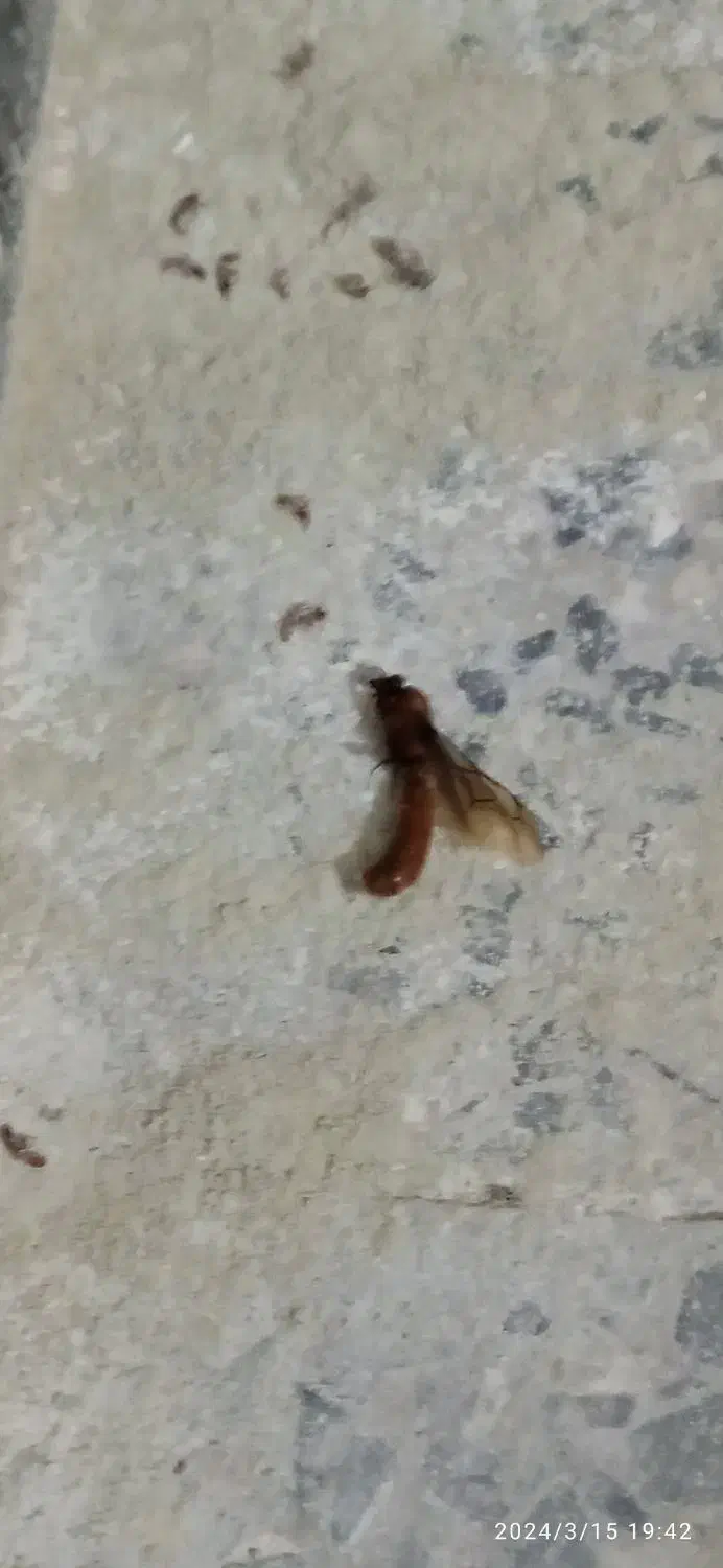 سم پاشی موریانه زدایی آریاگستر،(حسنوند) تضمینی|خدمات نظافت|خرمآباد, |دیوار