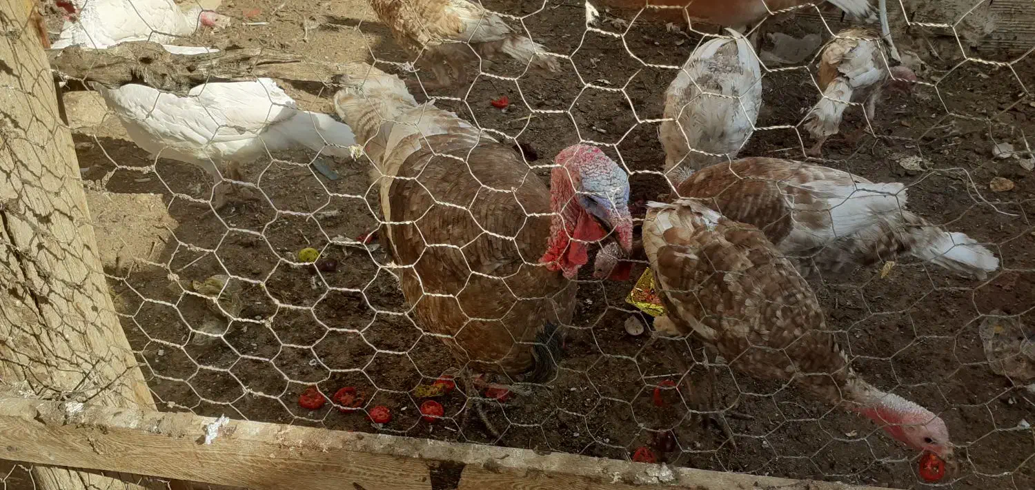 بوقلمون|حیوانات مزرعه|تاکستان, |دیوار