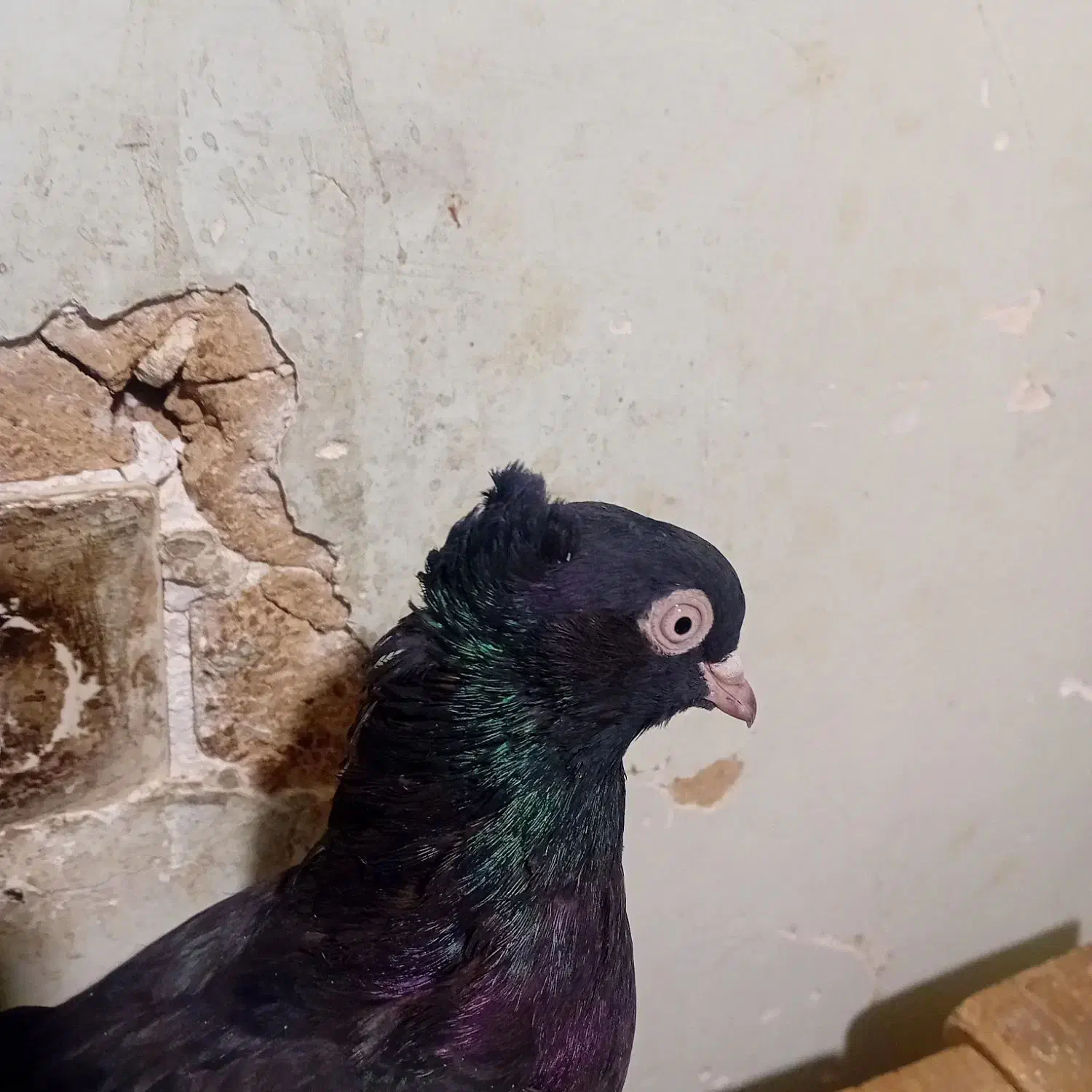 ابادانی تو حیاط بازی دارن|پرنده|فارسان, |دیوار