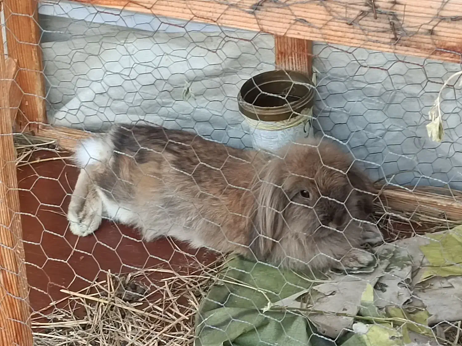 خرگوش لوپ هلندی اصیل|موش و خرگوش|لاهیجان, کوی آزادگان|دیوار