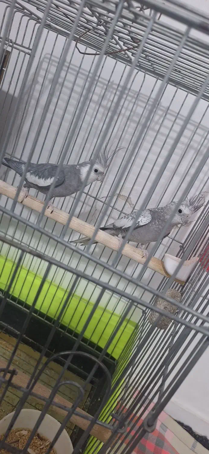 عروس هلندی نرو ماده ب فروش میرسد|پرنده|نسیمشهر, |دیوار