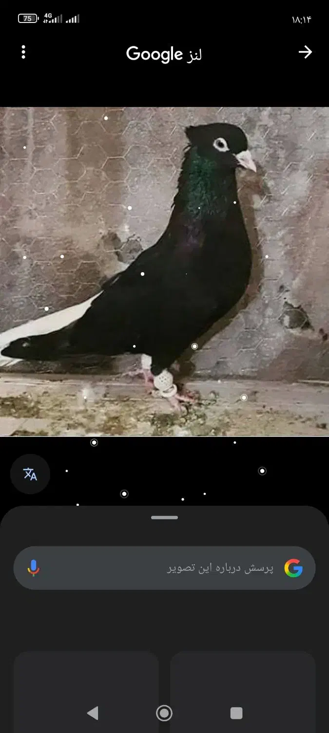 سلام درود سیاه دم سفید گم کردم سعدی بلوار نارنجستا|پرنده|شیراز, سعدیه شمالی|دیوار