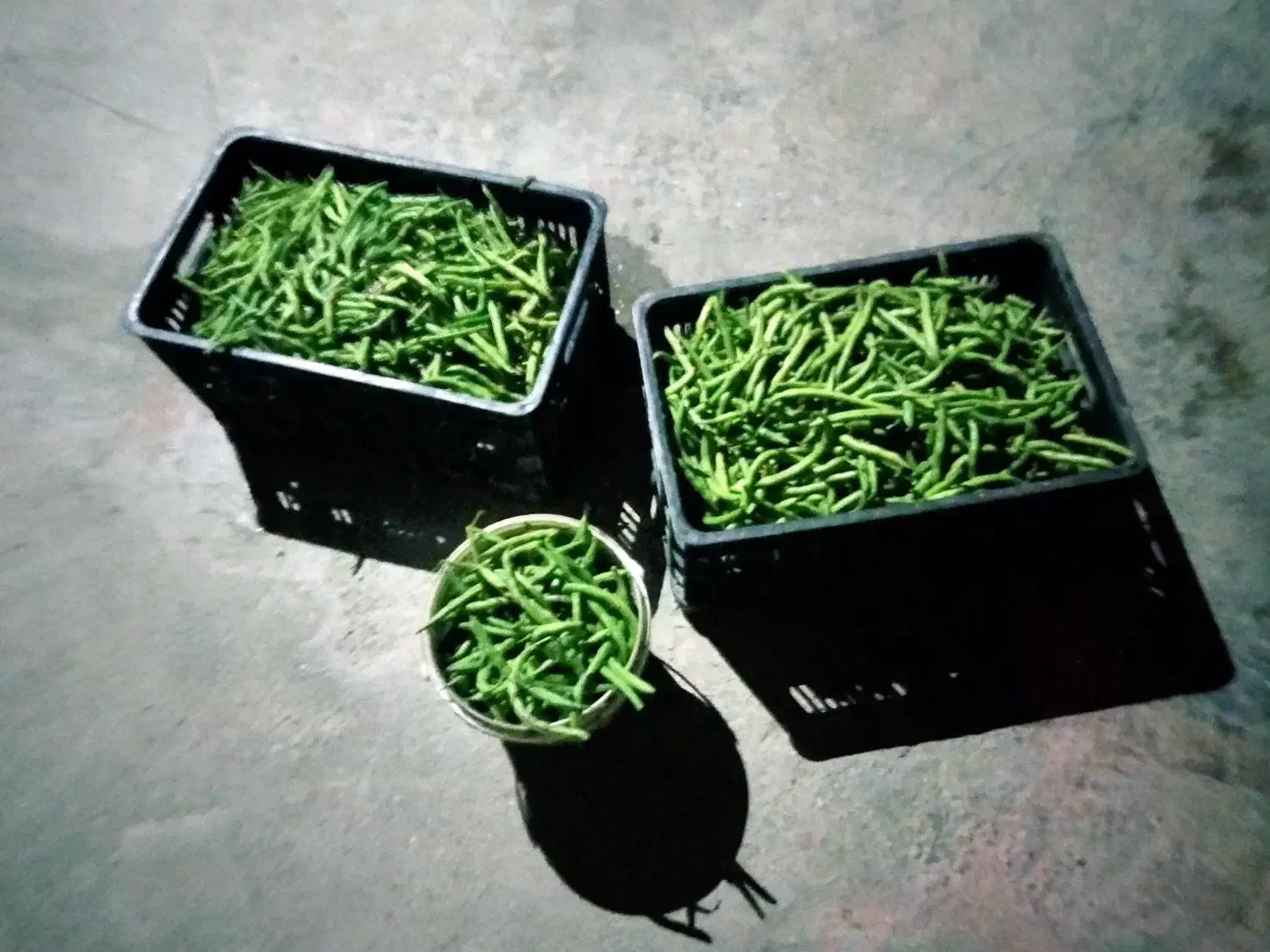 لوبیا سبز تازه چین|خوردنی و آشامیدنی|نوکنده, |دیوار