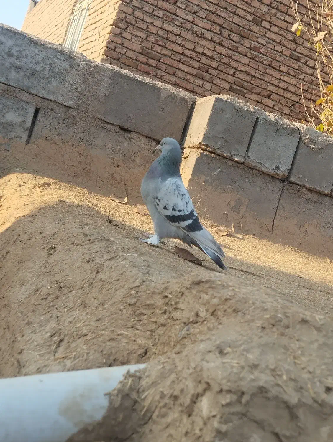 سه تا ترکیه ماده خاس بازی دار وصدادار|پرنده|کشاورز, |دیوار