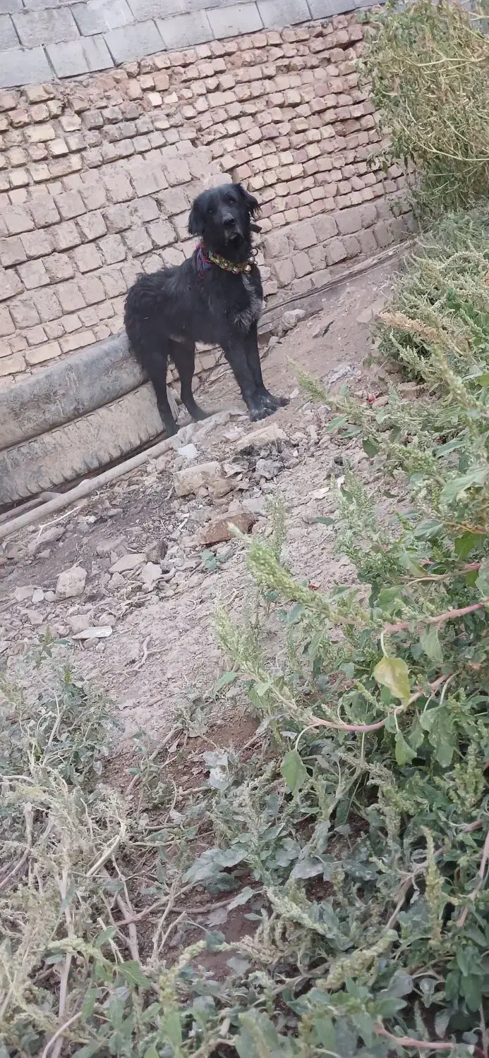 سگ قدرجونی نر|سگ|مبارکه, |دیوار