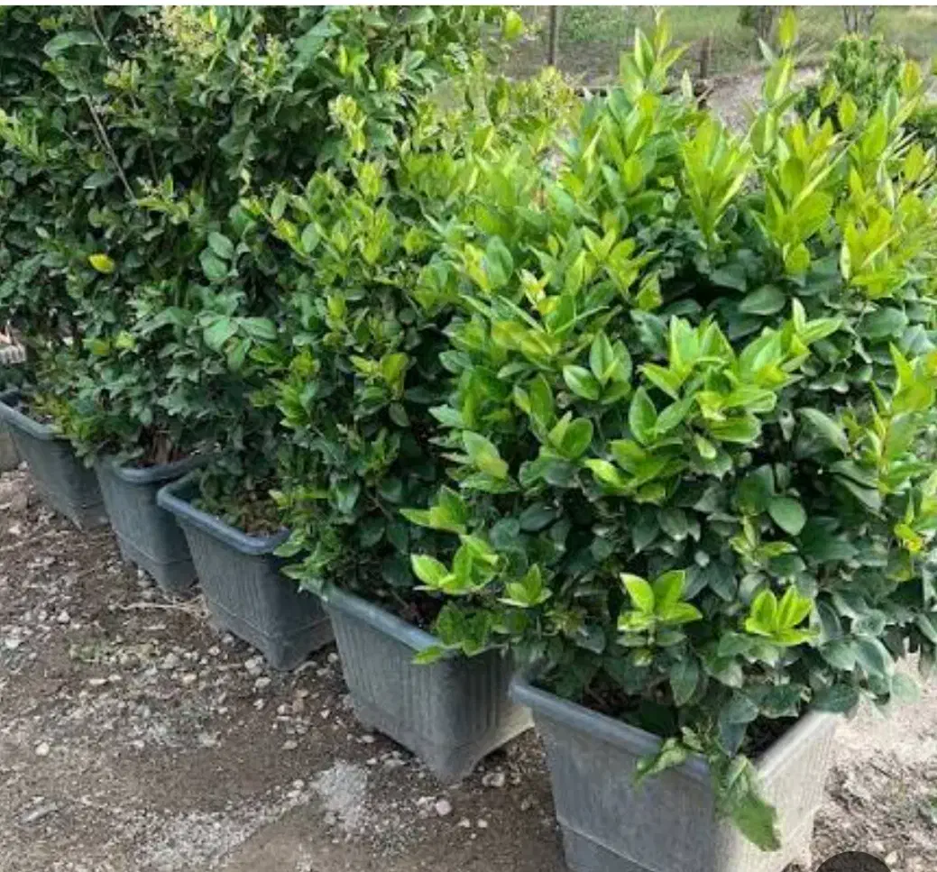 گل وگیاه بیرونی وتزئینی|گل و گیاه طبیعی|رودسر, |دیوار