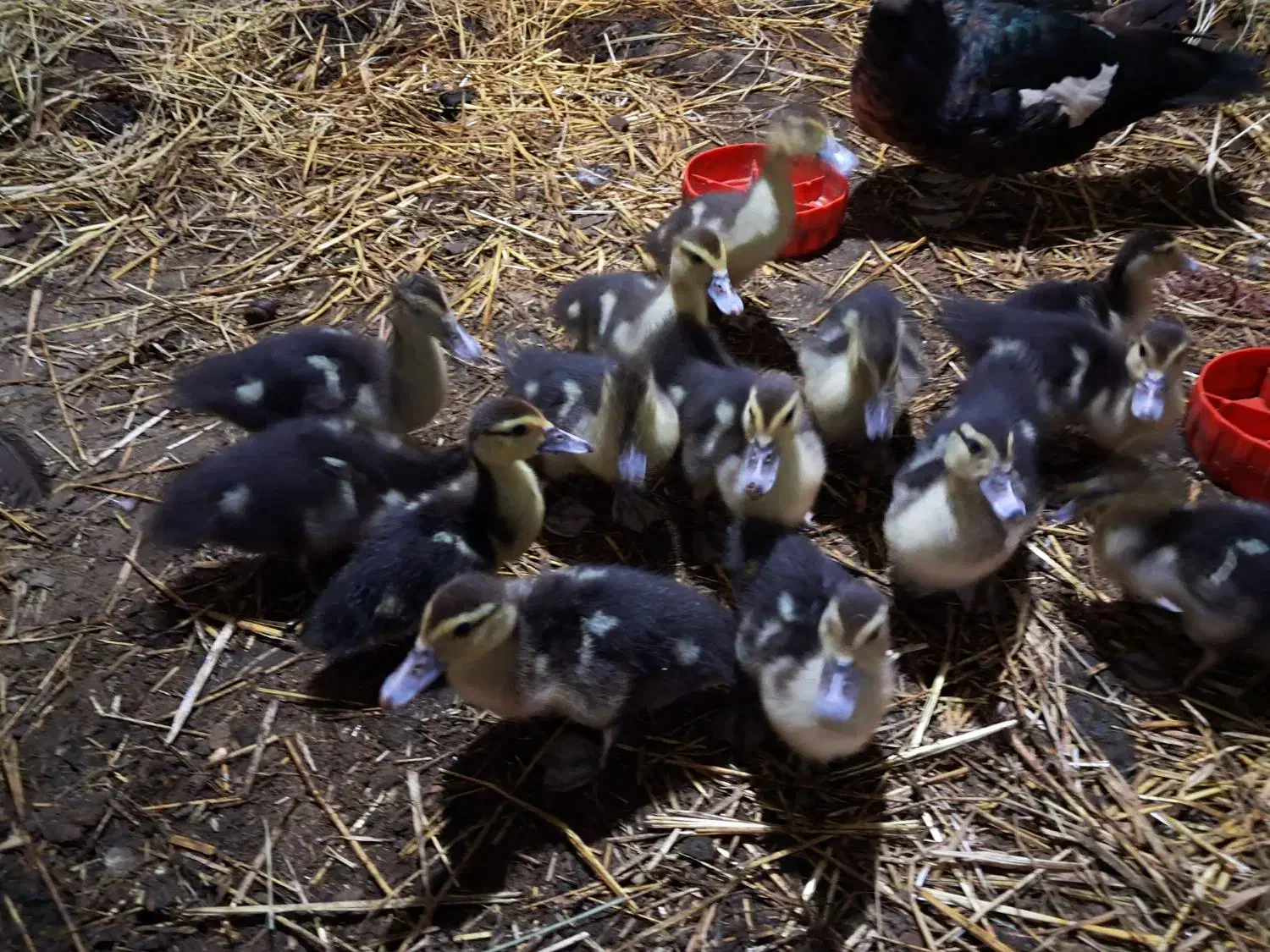 اوردک ژاپنی یه ماه نیم عددی ۹۰تومن|حیوانات مزرعه|لوندویل, |دیوار