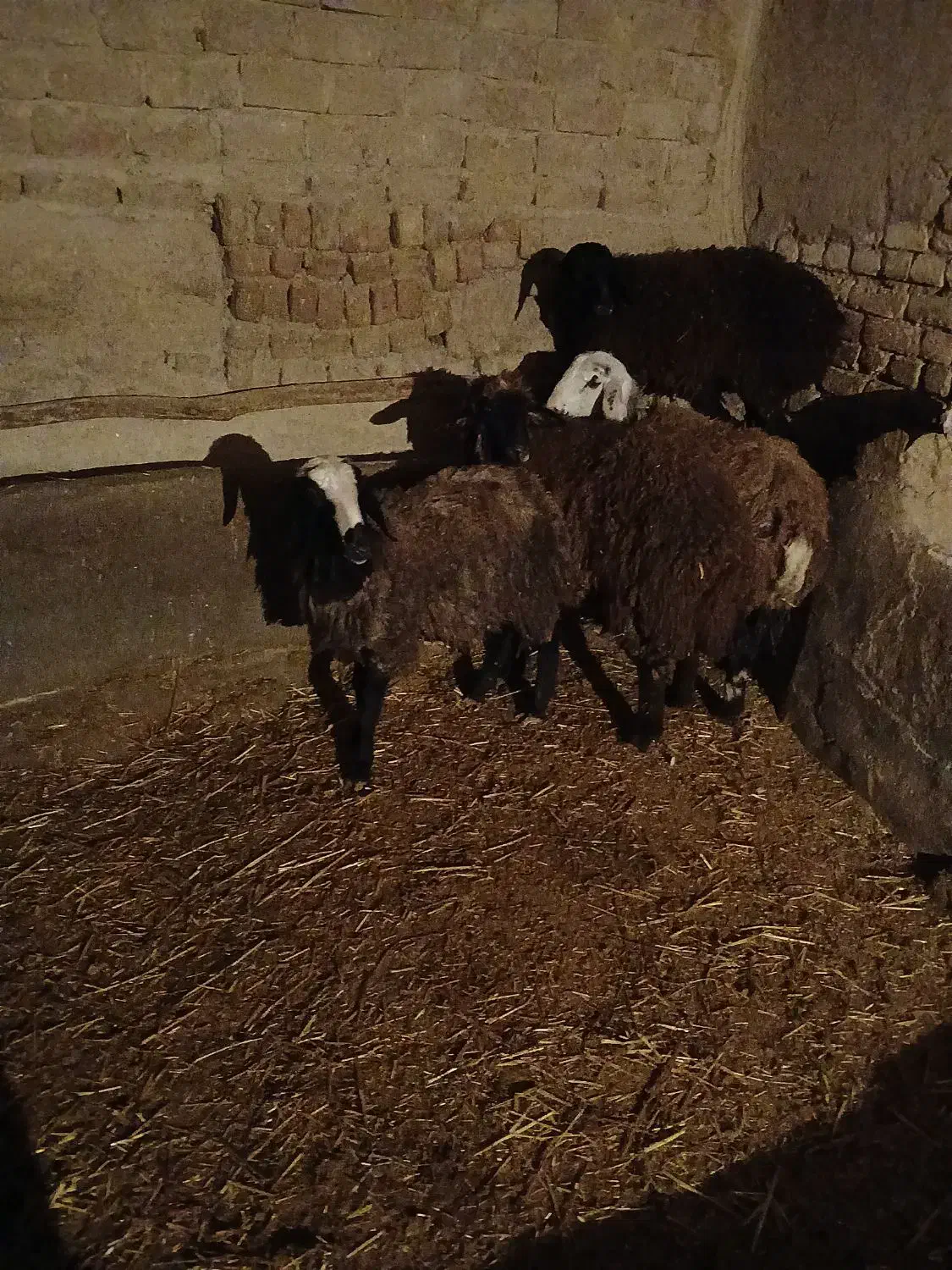 بره ماده|حیوانات مزرعه|دشتابی, |دیوار