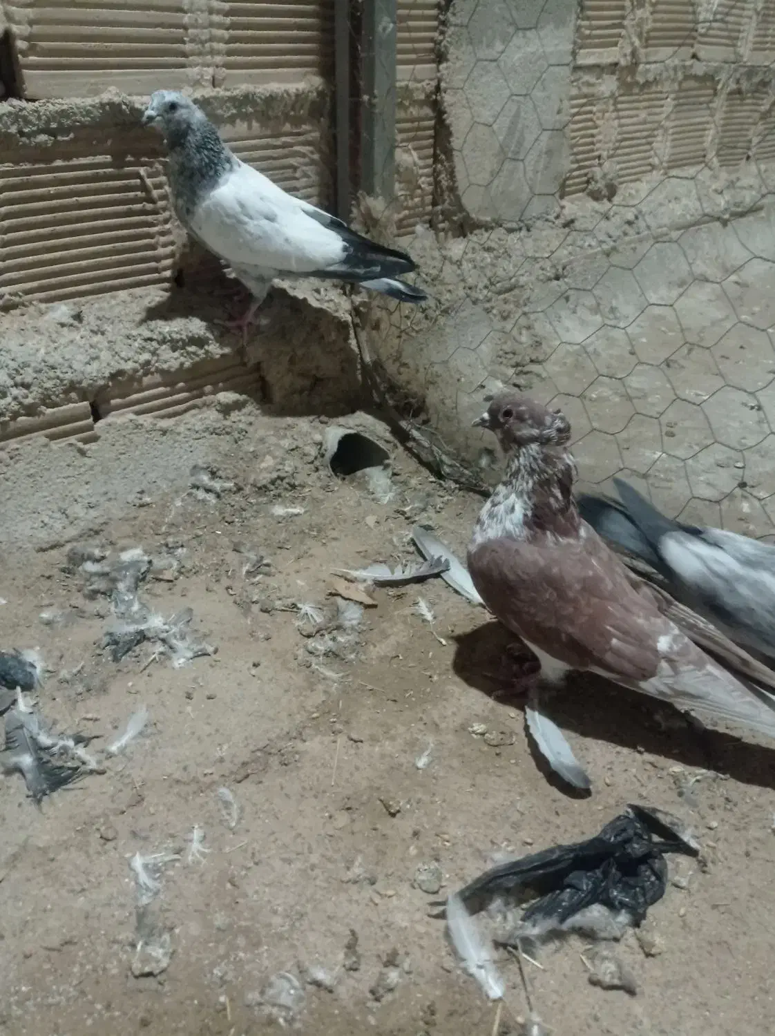 کبوتر گرفتنی|پرنده|زابل, |دیوار