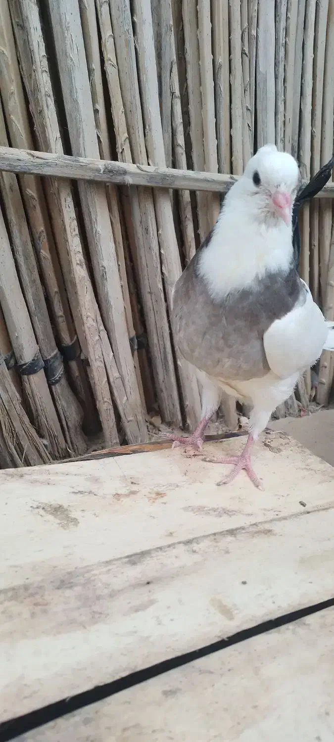 ۳تا جوجه طوقی فروشی|پرنده|جیرفت, |دیوار