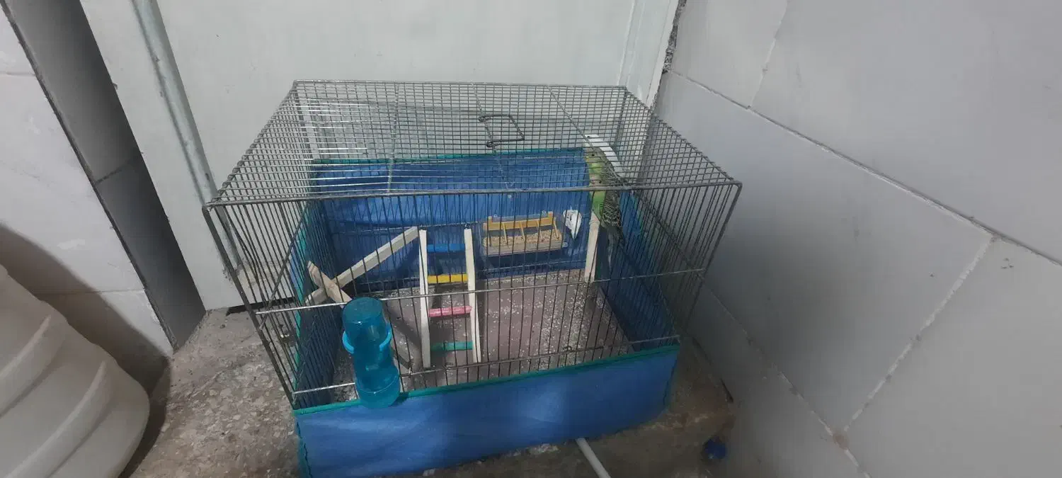 مرغ عشق|پرنده|قم, نیروگاه|دیوار