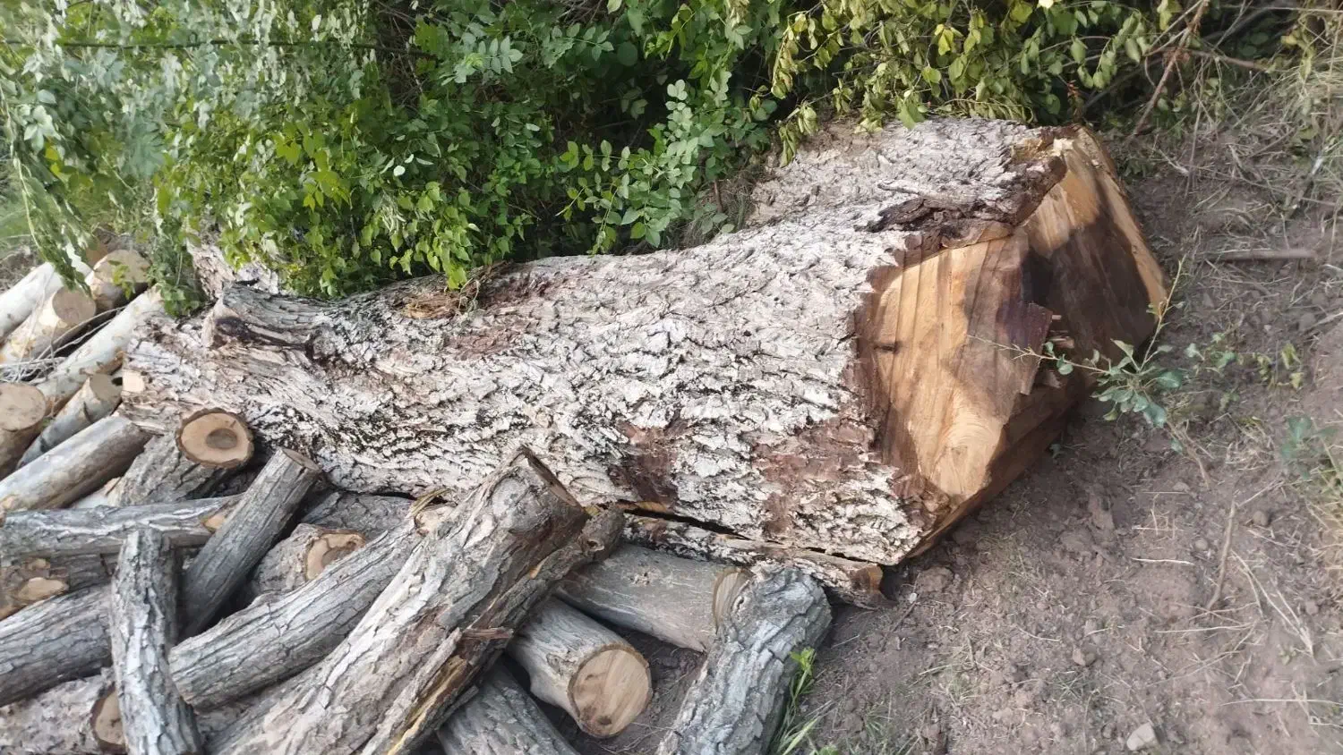 خرید انواع چوب سرپا یا بریده شده|خدمات باغبانی و درختکاری|اقبالیه, |دیوار