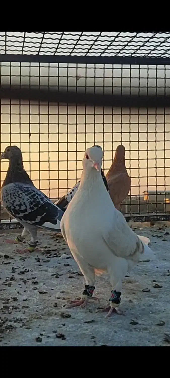 کفتر رنگه پرشی|پرنده|تربت‌حیدریه, بالا ولایت|دیوار