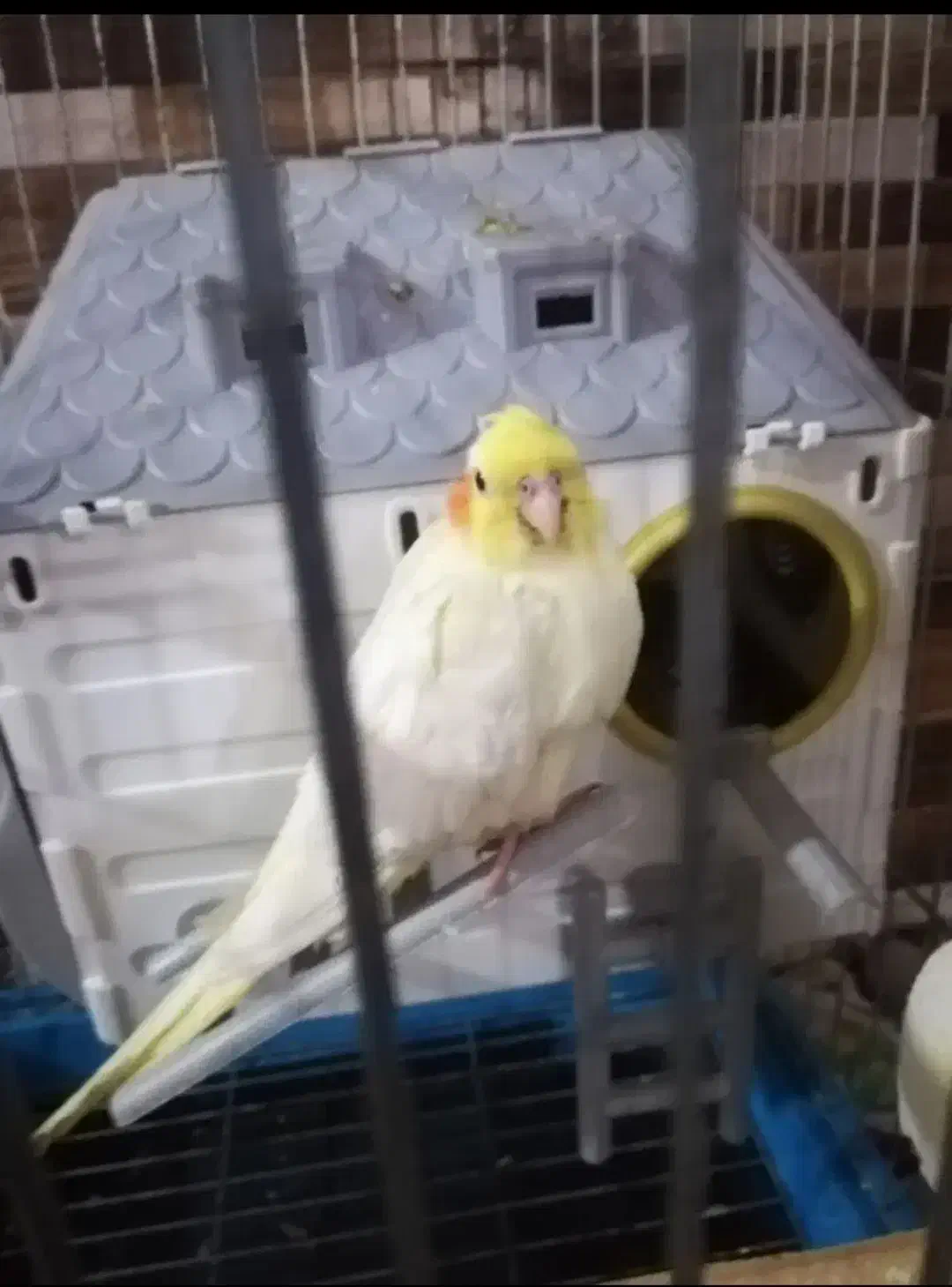 عروس هلندی یک جفت|پرنده|بندر ماهشهر, |دیوار