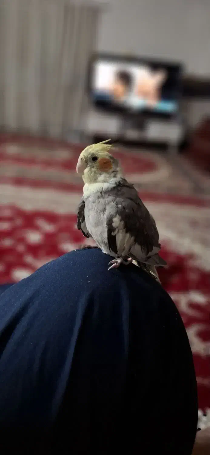 عروس هلندی|پرنده|کلاله, |دیوار