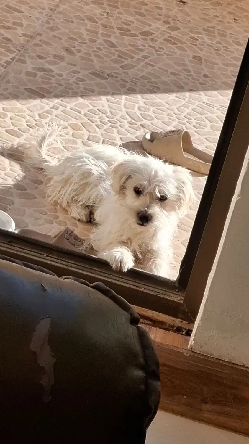 سگ شیتزو|سگ|شاهرود, |دیوار