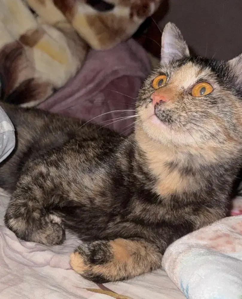 واگذاری گربه|گربه|بندرعباس, |دیوار