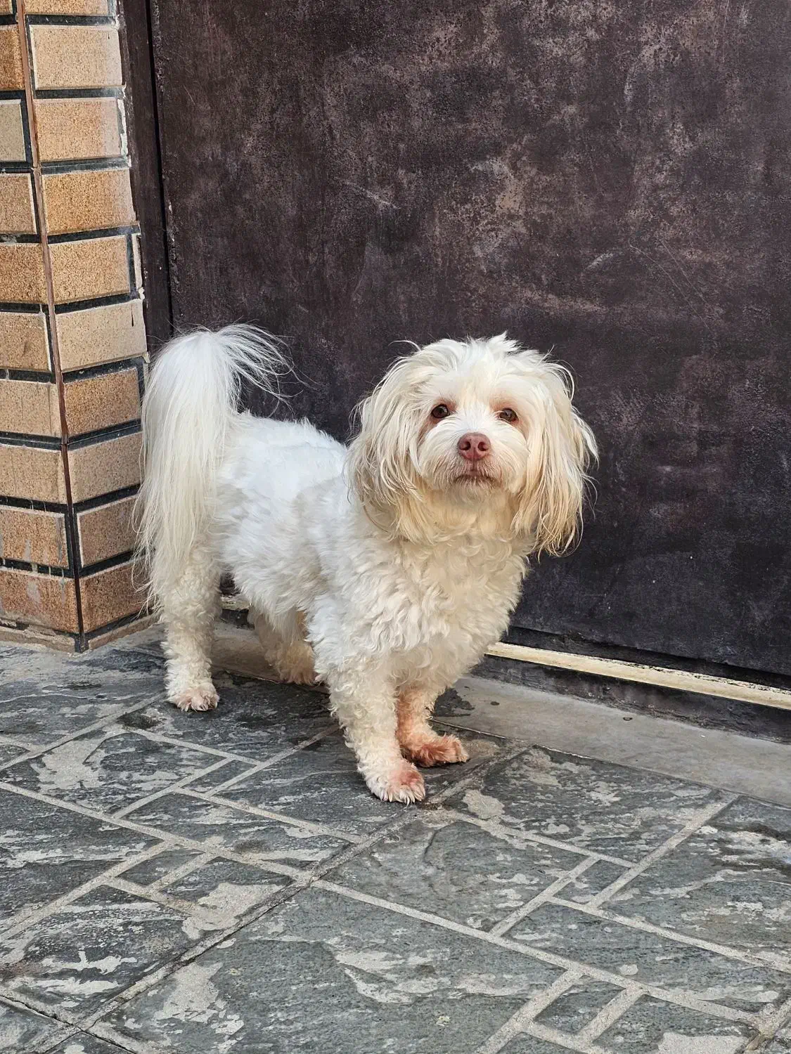 سگ گمشده 1403|حیوانات|ورامین, ورامین|دیوار