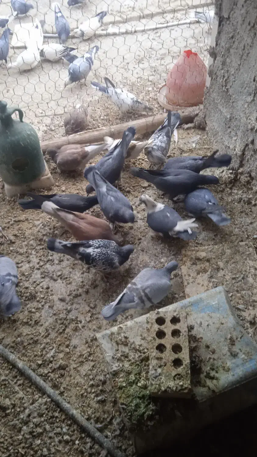 تهرانی دولتهای ۸۰ تومن|پرنده|فلاورجان, |دیوار