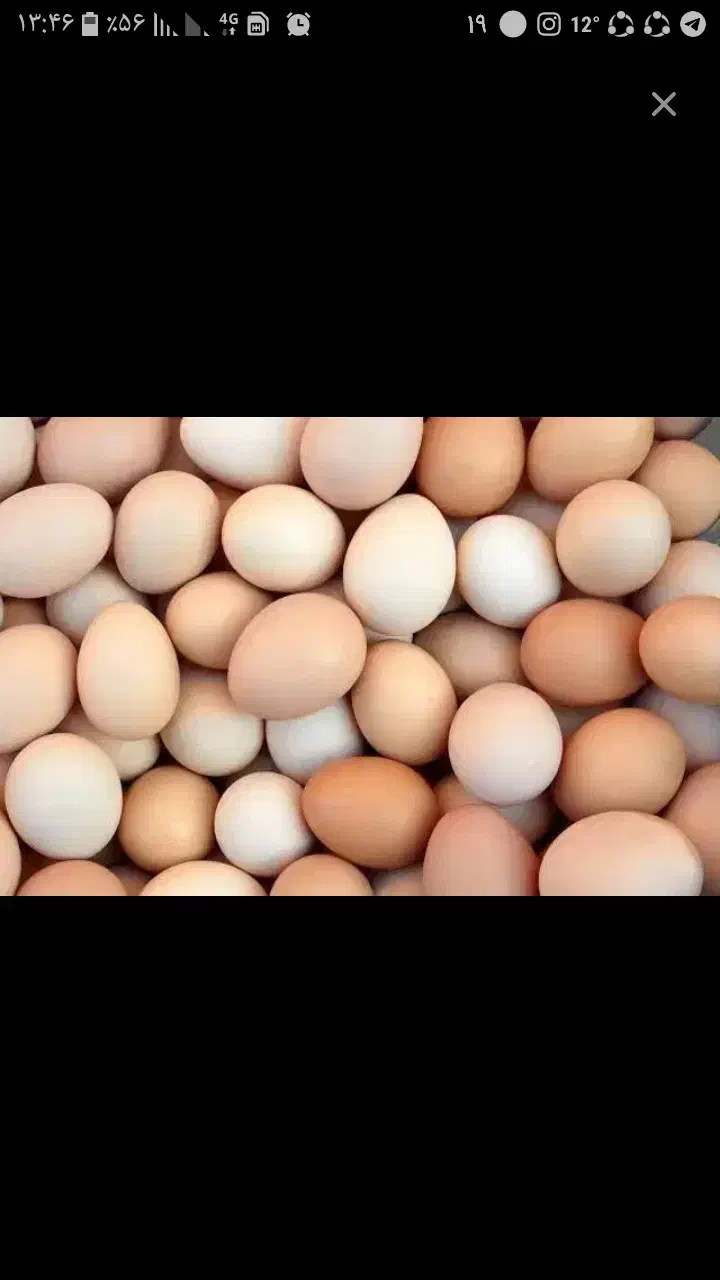 تخم مرغ محلی تازه ۱۰ تومن|خوردنی و آشامیدنی|تالش, طولارود|دیوار