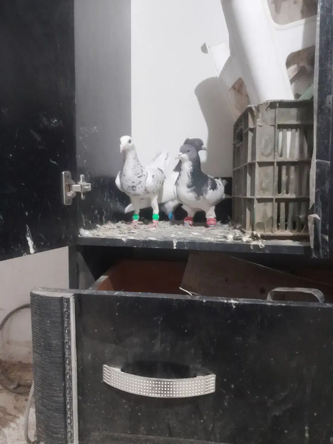 کفتر خال کله دم سار|پرنده|قلندر آباد, |دیوار