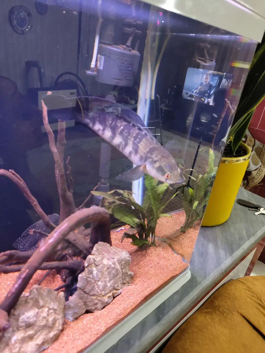 چانا رد مارو|ماهی|اردبیل, |دیوار