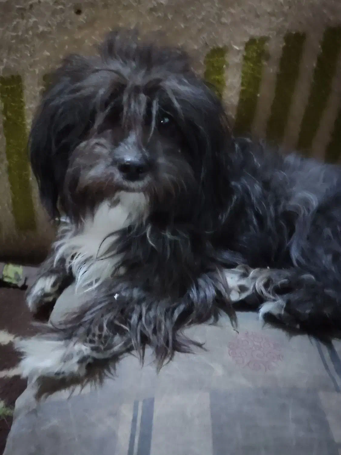 سگ پاکوتاه|سگ|زاهدان, |دیوار