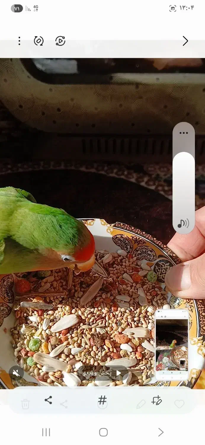 کتوله گم شده|پرنده|قم, آذر (نکویی)|دیوار