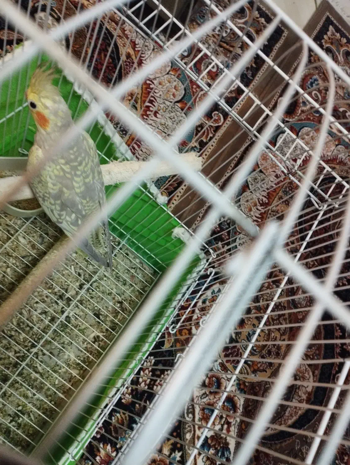 عروس هلندی گل باقلی نر|پرنده|فردیس, سپید دشت|دیوار