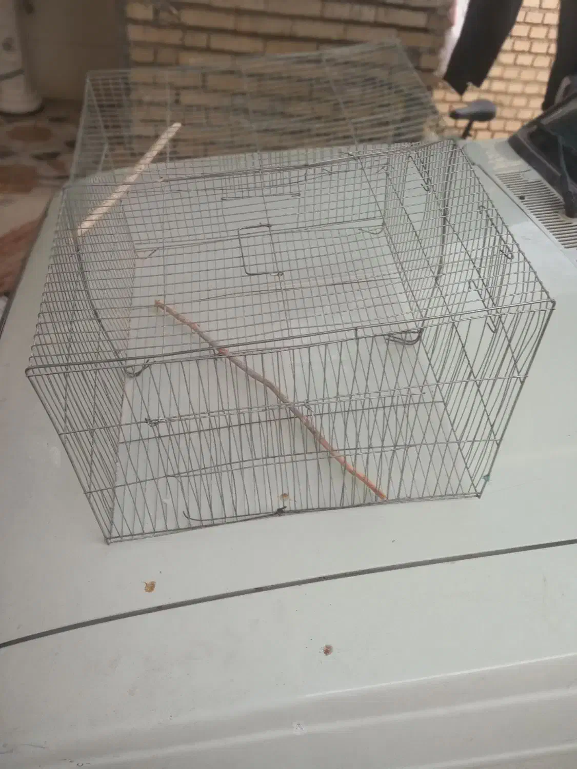 مرغ‌عشق|پرنده|شوش, |دیوار