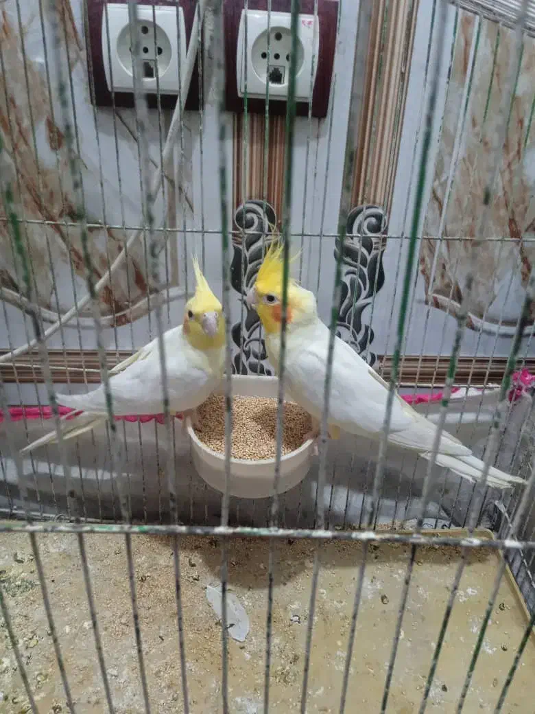 جفت عروس هلندی لوتینیو مولد|پرنده|رامشیر, |دیوار