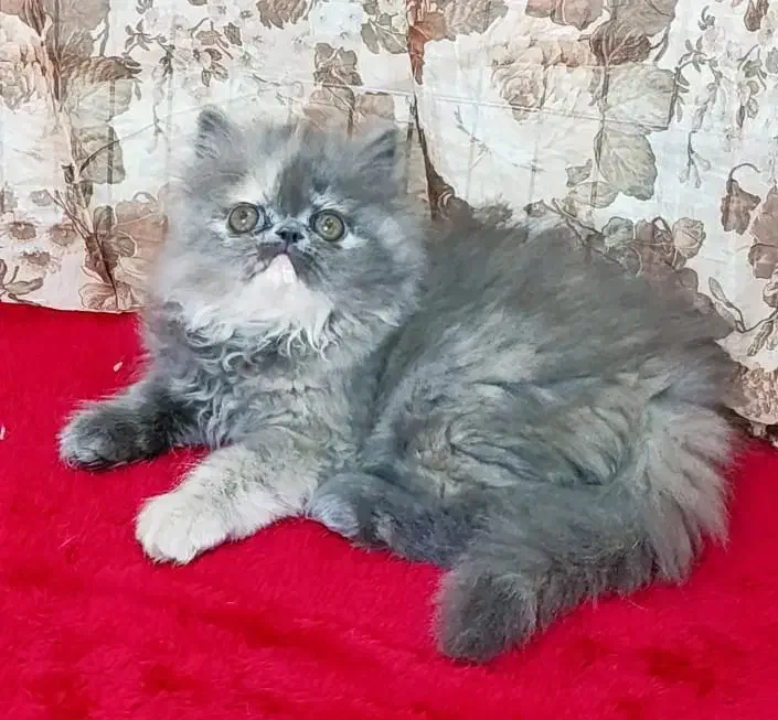 پرشین بلو|گربه|تهران, دانشگاه شریف|دیوار