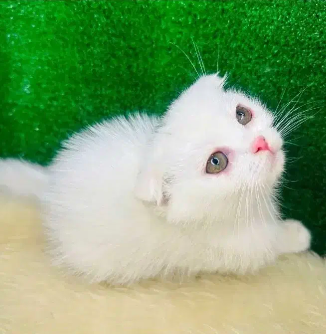 کلکسیونی از نژادهای لوکس و اصیل در Naz Cat House|گربه|تبریز, |دیوار