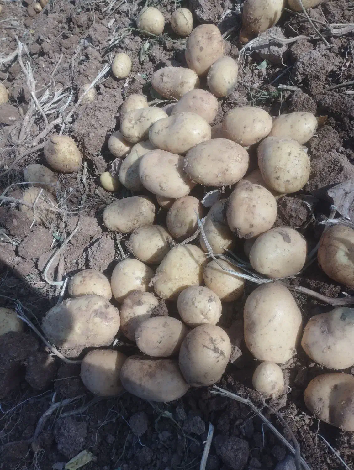 سیب بذری جلی 401وارداتی خوش قالب|خوردنی و آشامیدنی|رزن, |دیوار