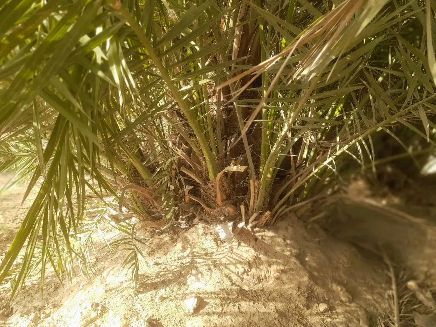 نخل برحی موجود است|خدمات باغبانی و درختکاری|رامشیر, |دیوار