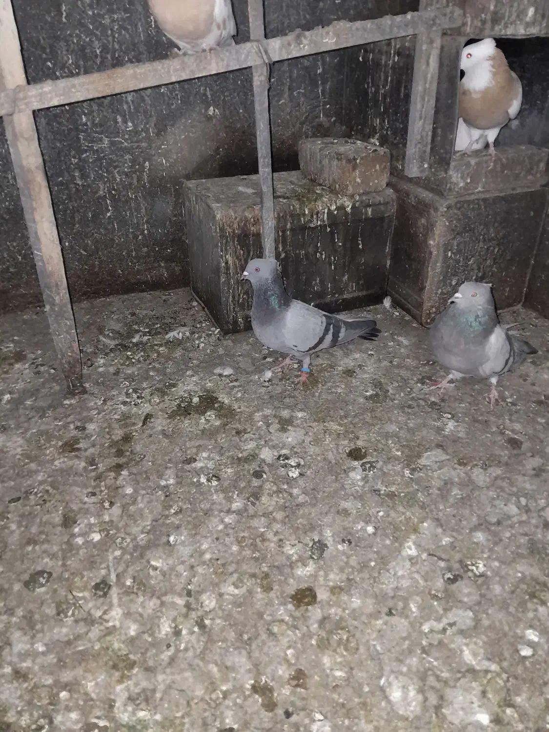 ماده کاکلی|پرنده|بروجرد, |دیوار