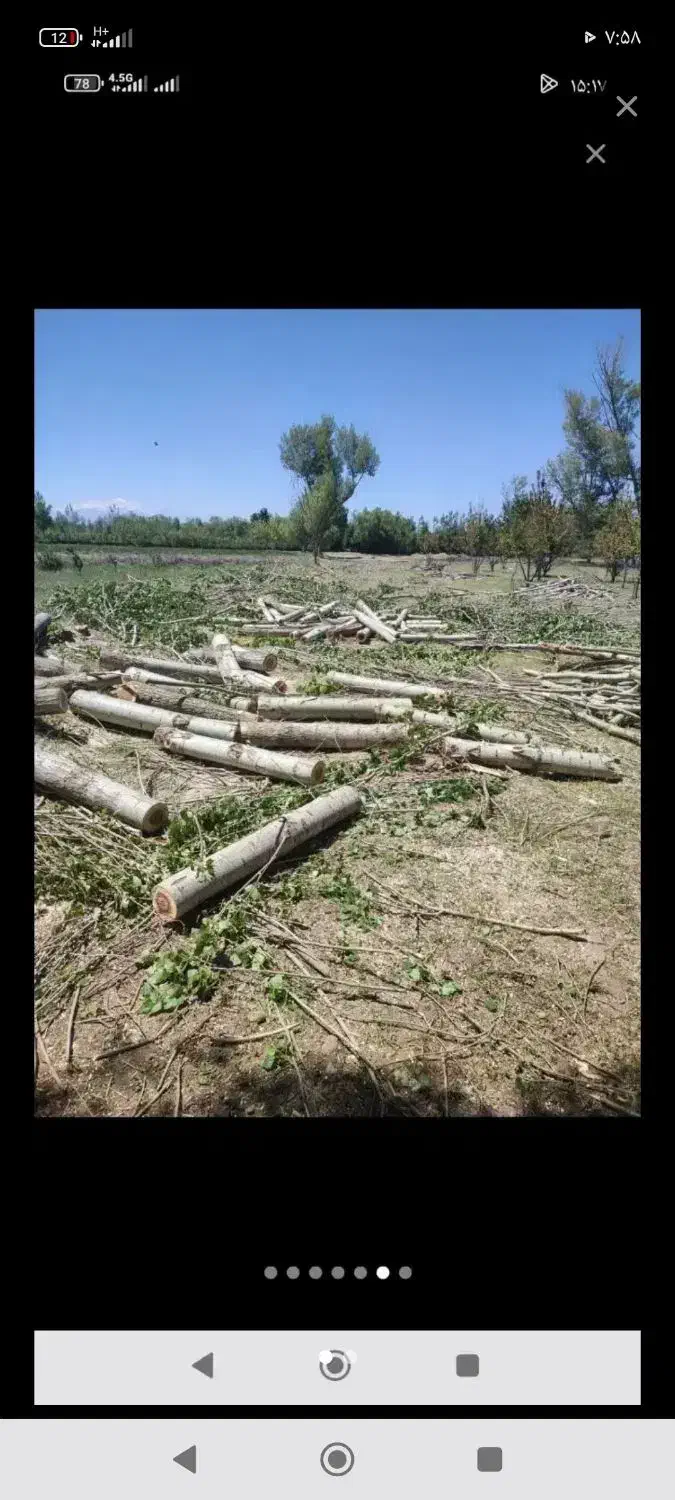 خریدار چوب|خدمات باغبانی و درختکاری|لاران, |دیوار