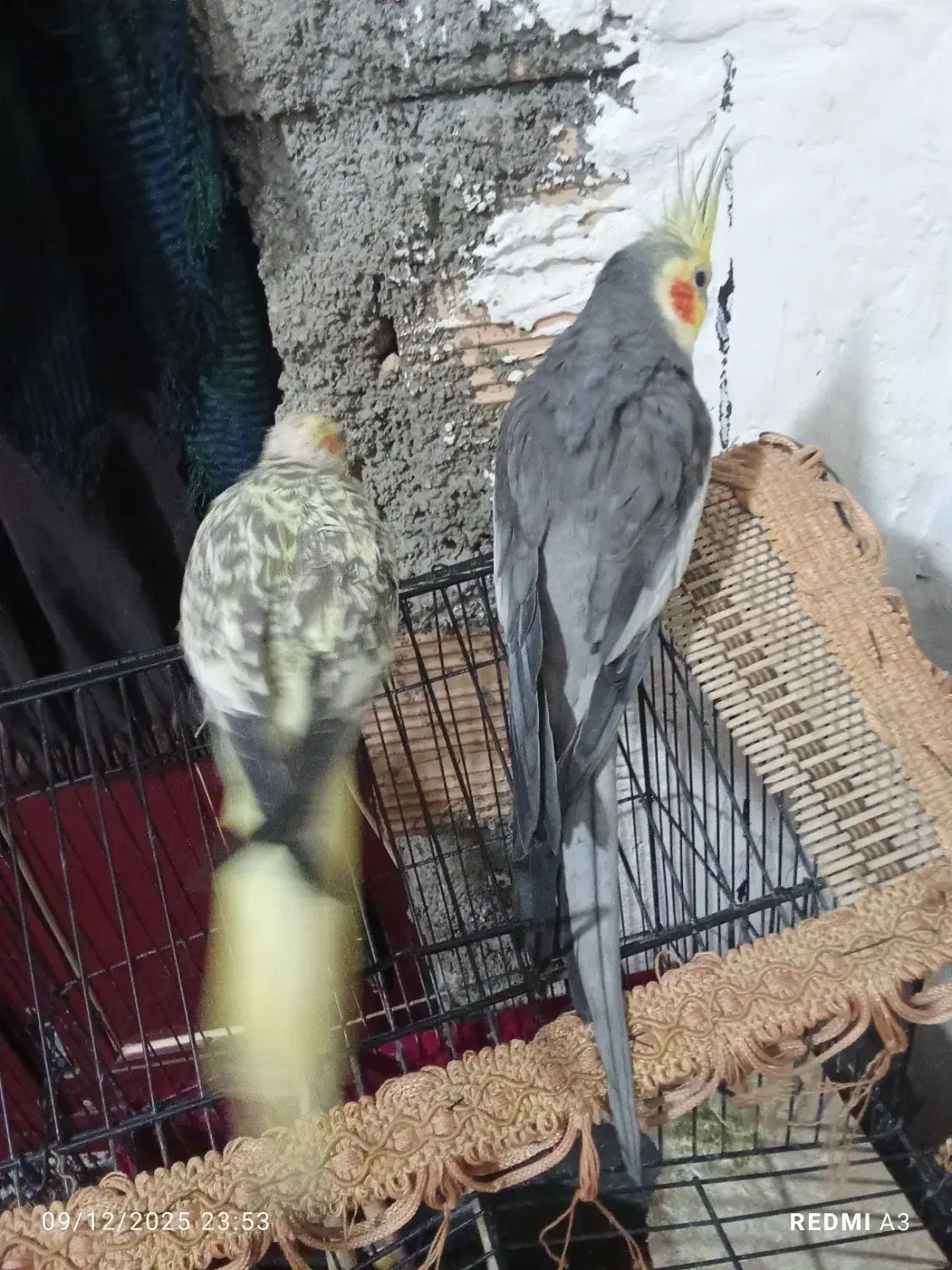 معاوضه با یه ژرمن شپرد توله|پرنده|گرگان, |دیوار