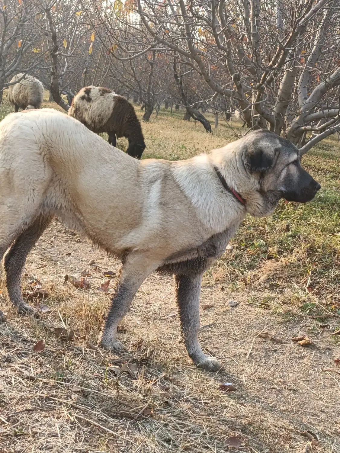 سگ گمشده|سگ|ارومیه, |دیوار