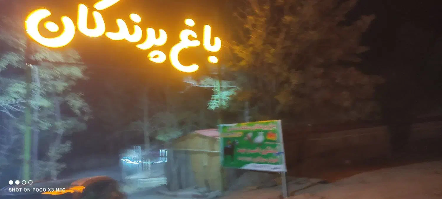 خرید و فروش ومعاوضه وپانسیون وواگذاریه انواع پرنده|پرنده|شاندیز, |دیوار