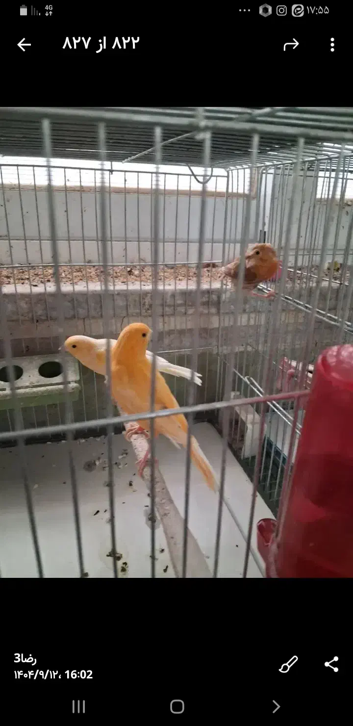 فروش60عددقناری|پرنده|باغ بهادران, |دیوار