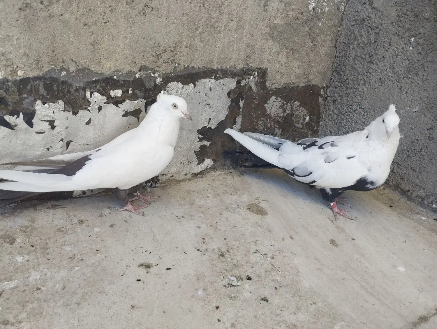 نر و ماده دمی|پرنده|بروجرد, |دیوار