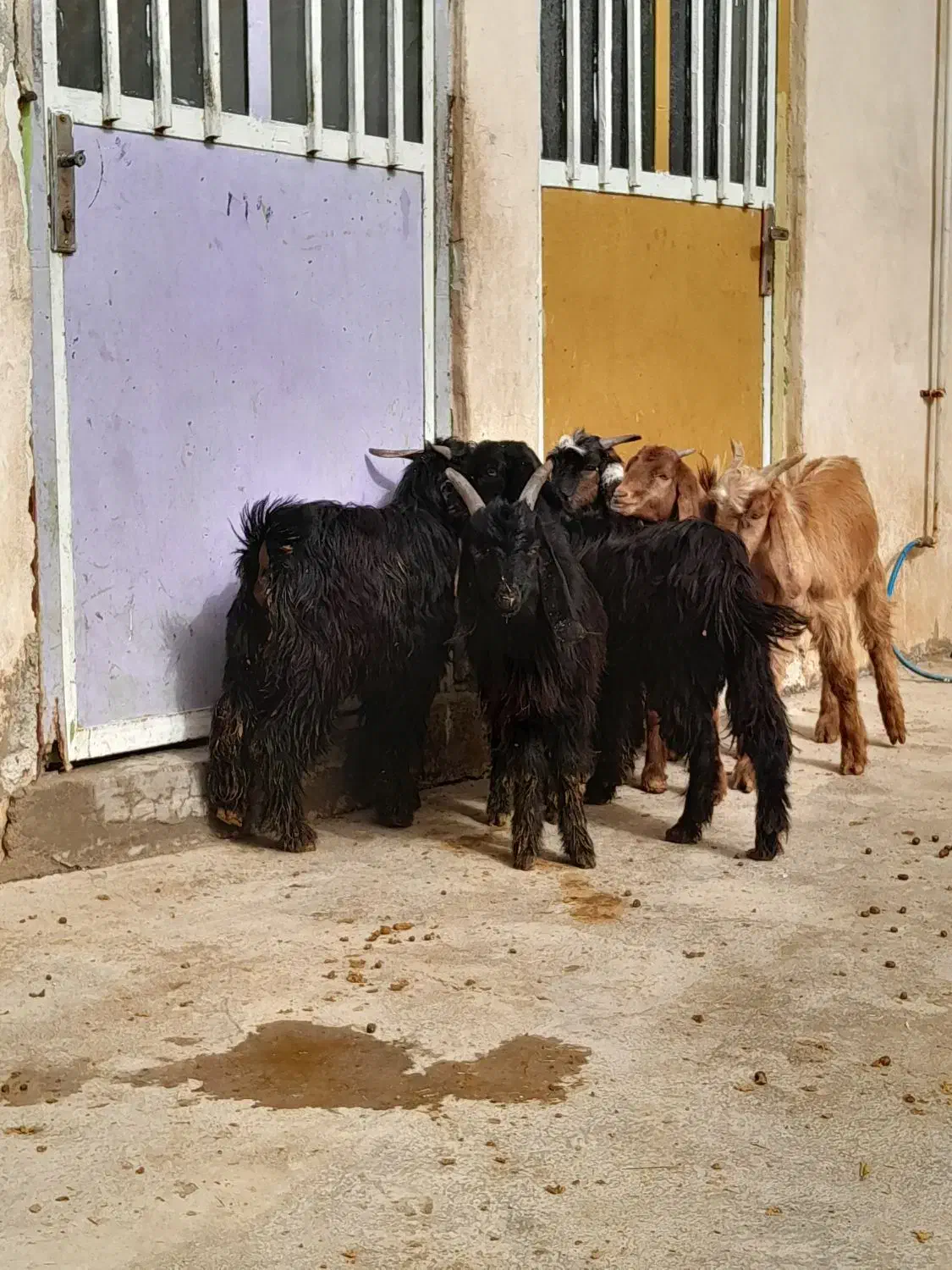 ۶عدد کره داشتی|حیوانات مزرعه|وحدتیه, |دیوار