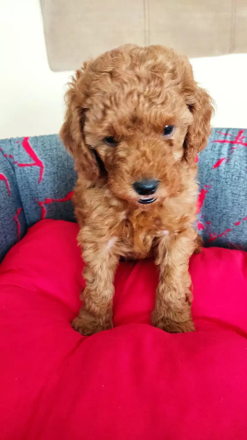 توله پودل|سگ|اصفهان, مرداویج|دیوار