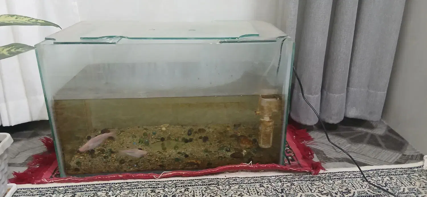 اکواریوم|ماهی|میبد, |دیوار