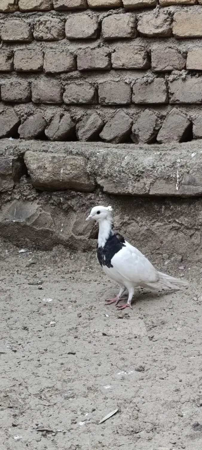 کبوتر|پرنده|گالیکش, |دیوار